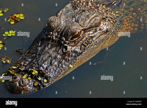 American Alligator In Lousiana Bayou Hi Res Stock Photography And