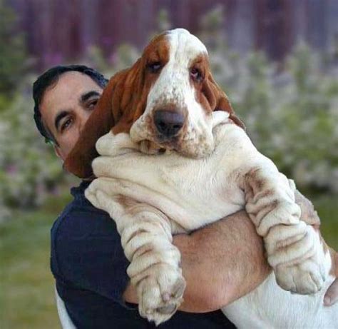 15 Signs That Indicate Youre A Crazy Basset Hound Person