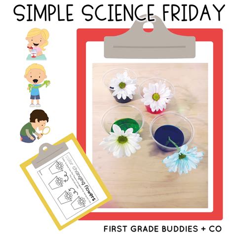 Specially made for kindergarten, the document can be easily modified too match it up worksheet with fruits color chart for kindergarten. Simple Science: Color Changing Flowers | First Grade Buddies