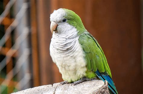 The Monk Parakeet All You Need To Know About This Lovely Tiny Bird