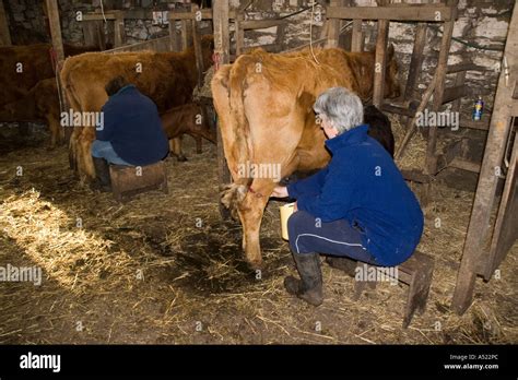 La Traite Des Vaches à La Main Photo Stock Alamy