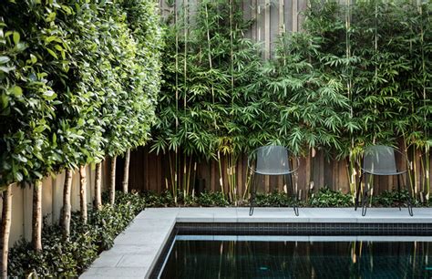 Best Screening Plants For Privacy From Neighbours Houzz Au
