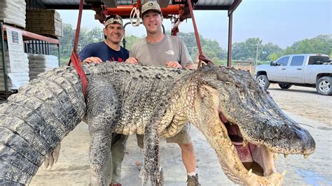 800 Pound 14 Foot Alligator Caught In Mississippi Breaks Harvest