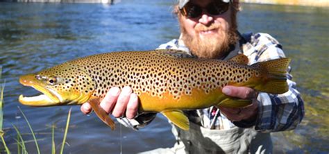 Brown Trout Yellowstone National Park Us National Park Service