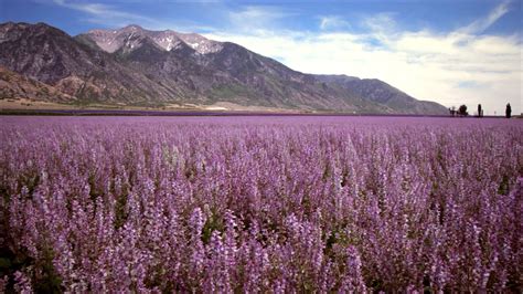 Panning Shot Of Lavender Field And Mountains Youtube