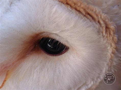 Owl Eyes Anatomy