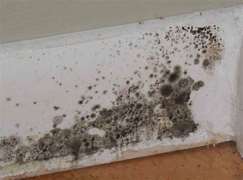 Avoid the stress of doing it yourself. What you need to know about Household Mould | Love Real Estate