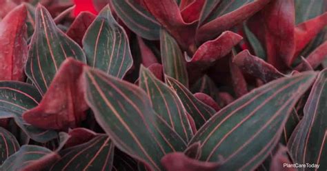Jewel orchid flowers emerge in clusters along long stems that shoot out above the foliage. Jewel Orchid Care: How To Grow Ludisia Discolor ...
