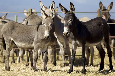 Csos Protest Illegal Slaughter Of Donkeys By Chinese