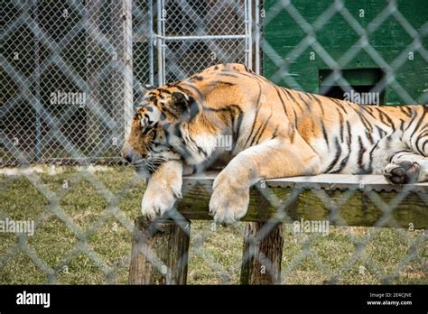 Tiger Behind A Cage At A Zoo Stock Photo Alamy