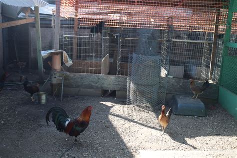 Prohíben animales de granja en la ciudad