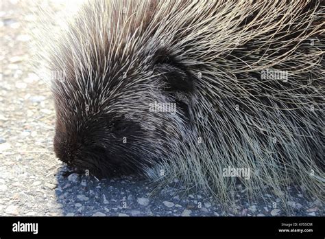 Porcupine Damage Hi Res Stock Photography And Images Alamy