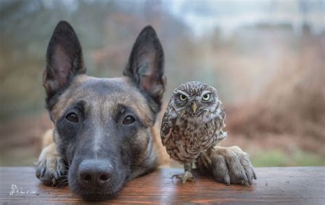 Meet Ingo And Poldi Tiny Rescued Owl And Dog Are Madly In Love