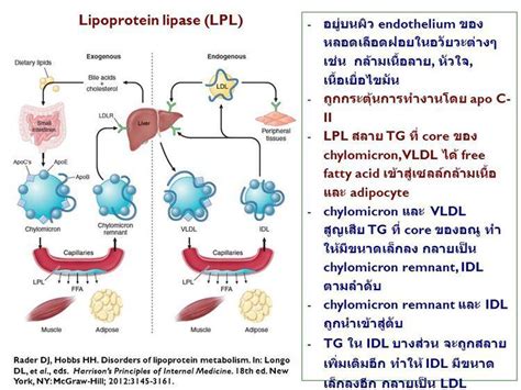 Lipoprotein Lipase Alchetron The Free Social Encyclopedia