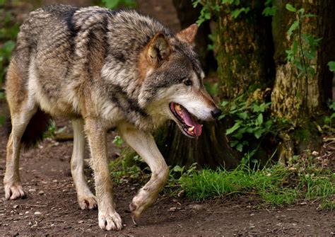 Unravelling Old Magic In Irish Folklore A Story About Wolves Lora O