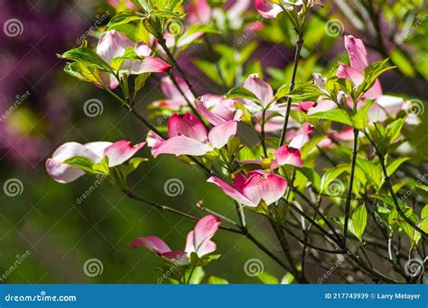 Pink Flowering Dogwood Tree Stock Image Image Of Americana America