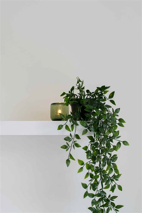 11 Unexpected Ways To Decorate Your Home With Plants