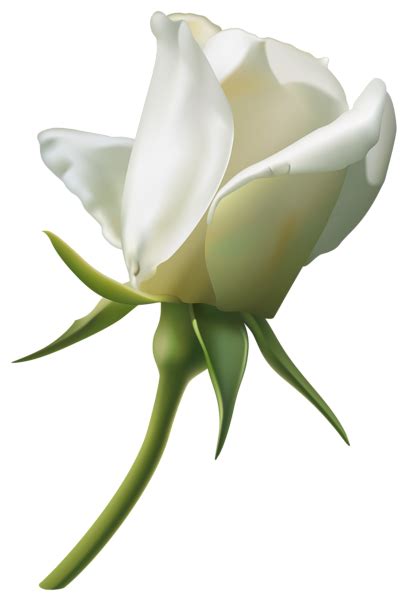 Download White Rose Transparent Image Hq Png Image