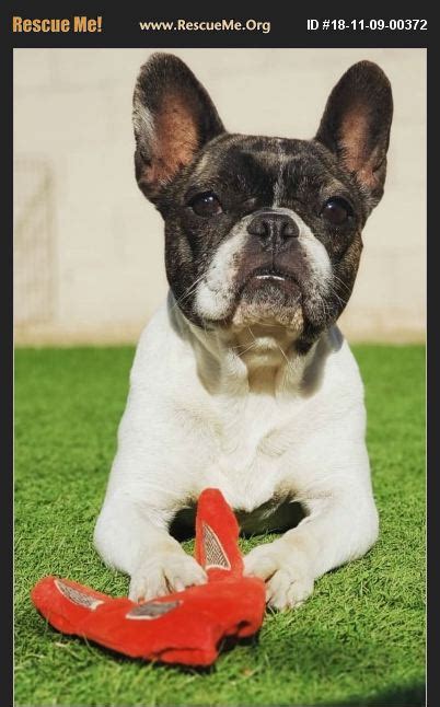 Our french bulldog rescue is very limited as most people prefer to try and sell their frenchies to make a buck. ADOPT 18110900372 ~ French Bulldog Rescue ~ Glendale, AZ