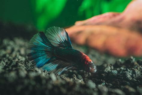 Why Is My Betta Fish Getting Fat And How To Help Born For Pets
