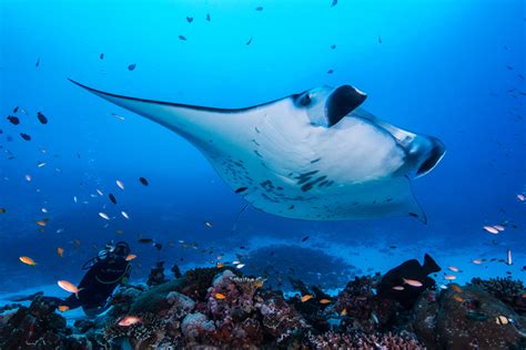 Homebodies At Heart The Movements Of Reef Mantas In The Amirantes