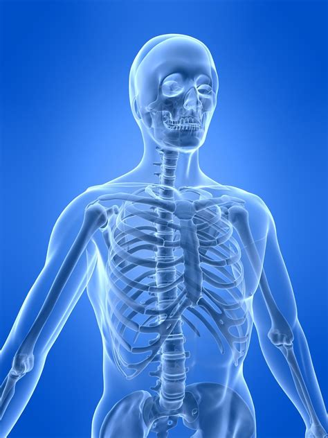 Major Bones In The Human Body Diagram Organization Of The Skeleton