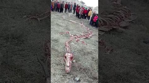 Real Chinese Dragon Skeleton Found In China Youtube