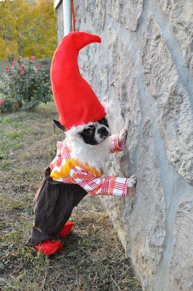 Clown Or Gnome Halloween Animals Boston Terrier Dog Pet Costumes