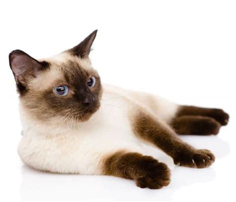 If you would like to enhance their width, try trimming away the longer hairs just inside the baseline. Why Is My Siamese Cat So Small? • The Pets KB