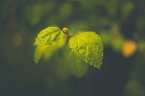 Wallpaper Sunlight Leaves Nature Rain Water Drops Branch Green