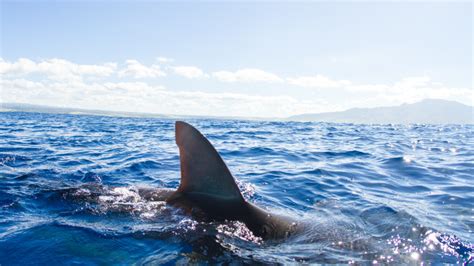 Man Dies After Shark ‘encounter At Mauis Paia Bay Officials Regional Media News