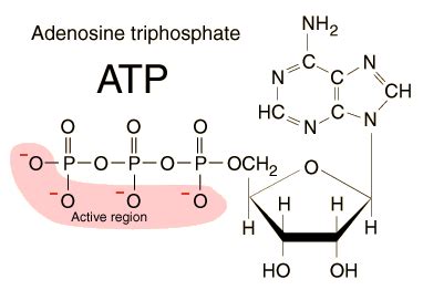 Adp is an ingredient for dna, it's essential for muscle contraction and it even helps initiate healing when a blood vessel is breached. Adenosine Triphosphate