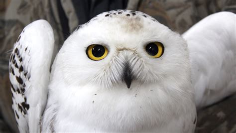 Project Snowstorm Seeks Snowy Owls In Wisconsin
