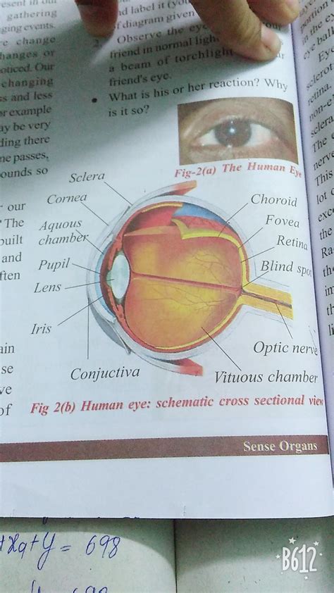 Explain Diagram Of Human Eye Explain Function Of Eye