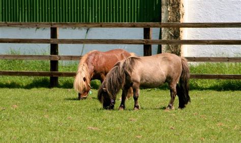 5 Smallest Horses And Horse Breeds In The World Facts Pictures And Faqs