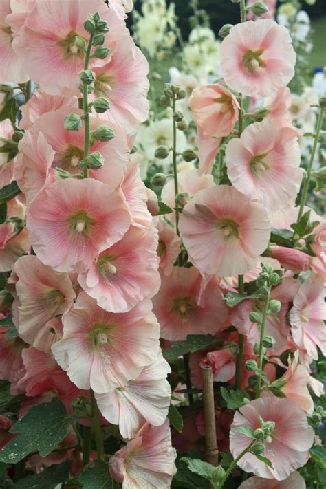 What Do Hollyhock Plants Look Like