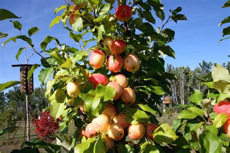 Maybe you would like to learn more about one of these? Cold hardy fruit tree varieties | Food forest, Fruit ...