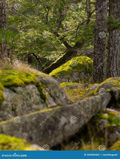 Moss Rocks In A Forest Stock Photo Image Of Wood Nature 204509402