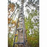 Images of Tree Climbing Ladder