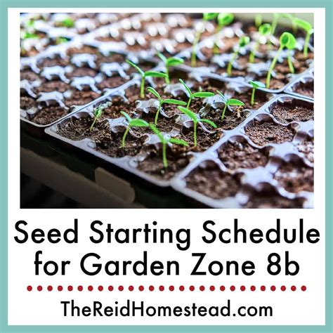 When To Start Vegetable Seeds In Garden Zone 8b Winter Vegetables