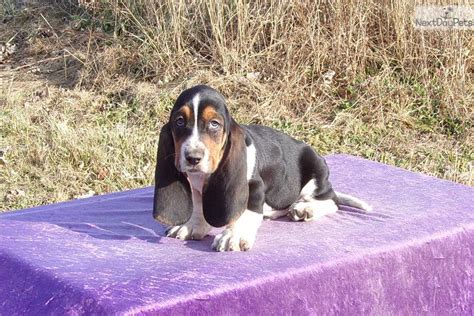 About western missouri basset rescue inc. Morgan: Basset Hound puppy for sale near Kansas City, Missouri | f31a514f-73b1 (With images ...