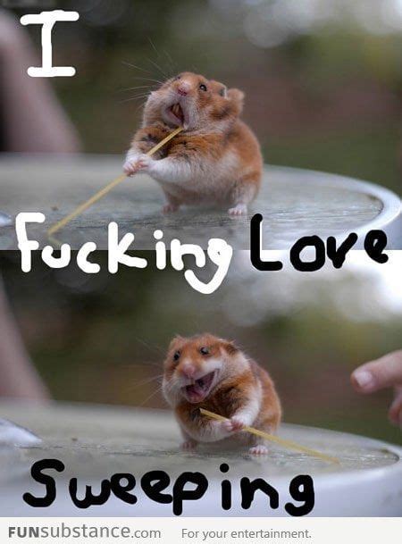 Cute Hamster Loves Sweeping Funny Hamsters Funny Animals Cute Hamsters