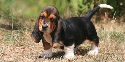 Basset Hound Dog Breed Information And Pictures