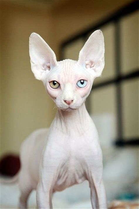 Sphynx Kitten For Sale Near Me