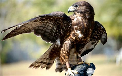 The 13 Species Of Hawks In Florida Chart And Pictures