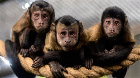 What Monkeys Can Teach Us About Money Bbc Worklife