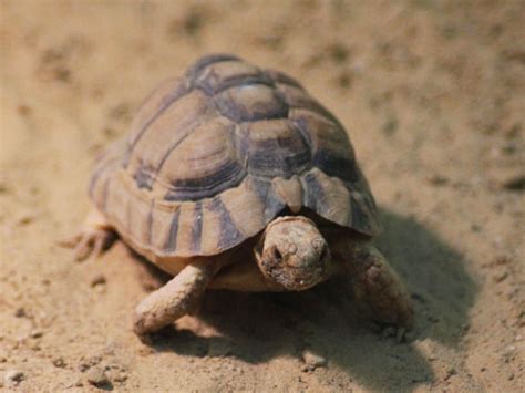 Egyptian Tortoise Profile Food Care Facts Vivo Pets
