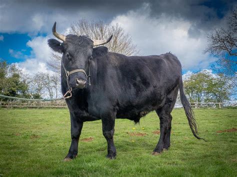 Rent Bulls And Cows For Advertising Filming Photography And Events A