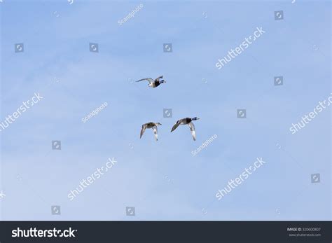 Mallards Wild Duck Bird Migration Anas Stock Photo 320600807 Shutterstock