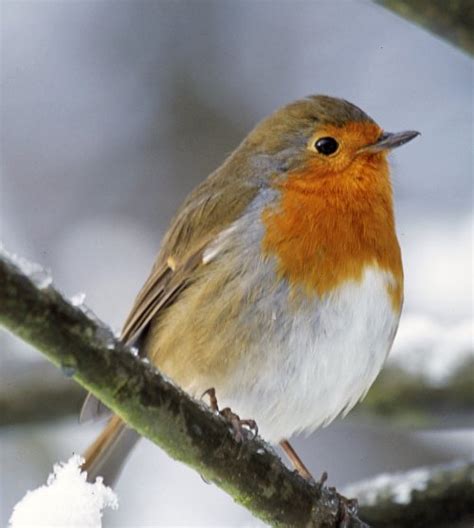 European Robin ~ Animal Pictures Gallery